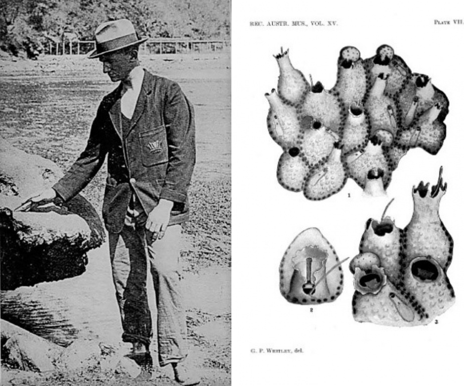 Left: WEJ Paradice surveying at Gunnamatta 1926. (Australian Museum) Right: After the untimely death of WEJ Paradice, an aquatic invertebrate bryozoan was named after him (Phylactella Paradicie).