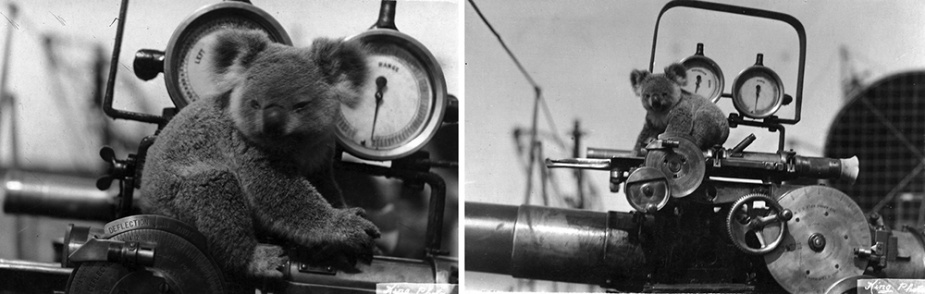This koala was an unusual but popular visitor to HMAS Warrego.
